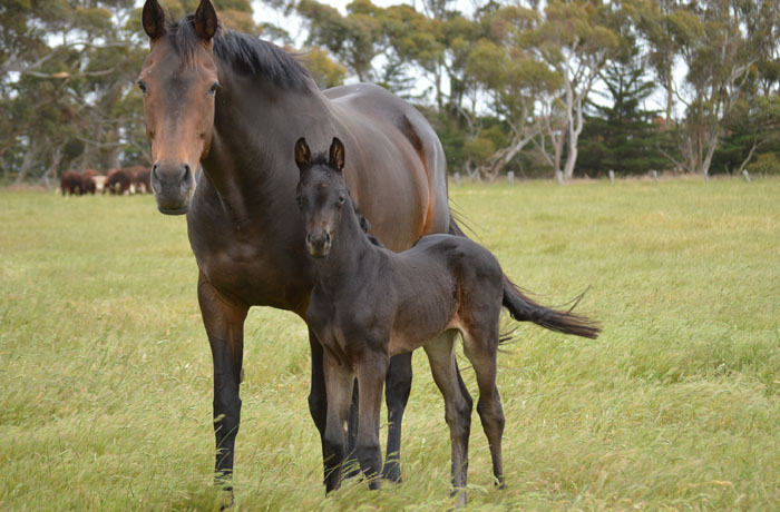 Better Dash (ASB) with 2016 Warmblood Filly by Finest (IFS).