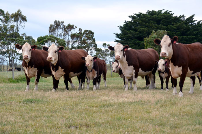 Stud females with spring calves