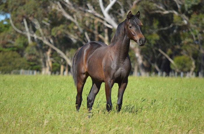 Ennerdale Finesse Yearling WB/TB Filly (Finest (IFS) - Better Dash)