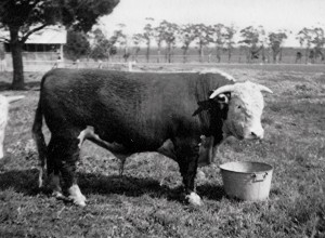 Ennerdale Captain – Born 30/09/1944                                                                                                                                   The first bull bred by Ennerdale.