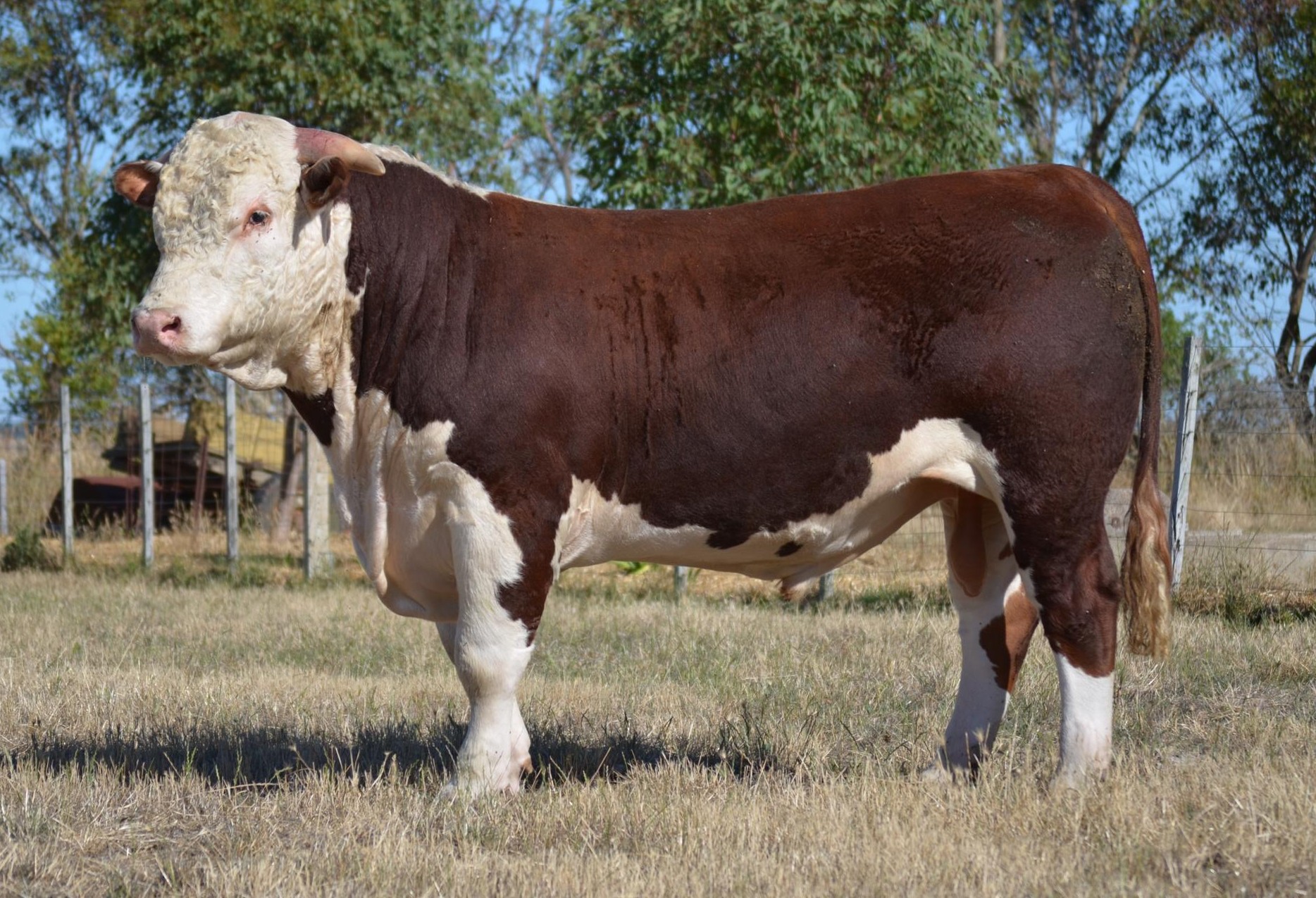 2015 Bull Sale Gallery