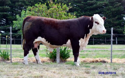 2018 Bull Sale