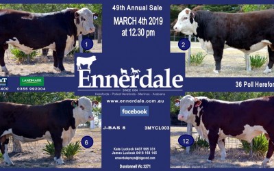 2019 Bull Sale